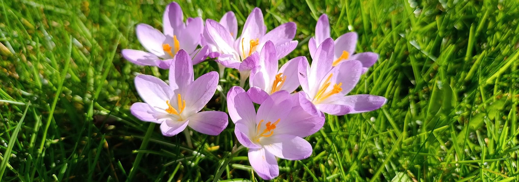 Krokusse